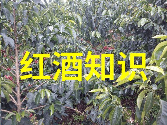 醉心当代酒文化如何让我们在喧嚣中找到片刻的宁静