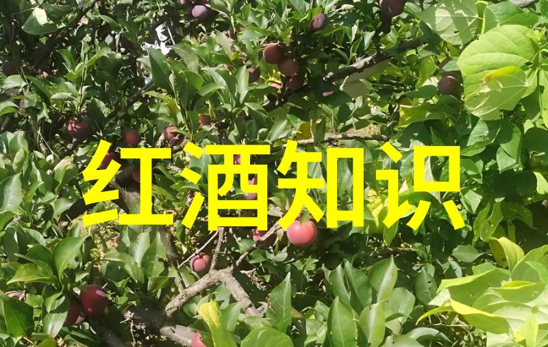 葡萄园的梦想在帕格里克酒庄种植希望酿造未来