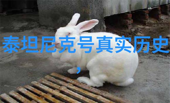 深入探索痳麻与黑森林的交织故事
