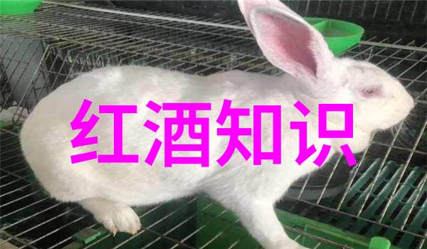 梦想之镜免费人物图片的幻舞