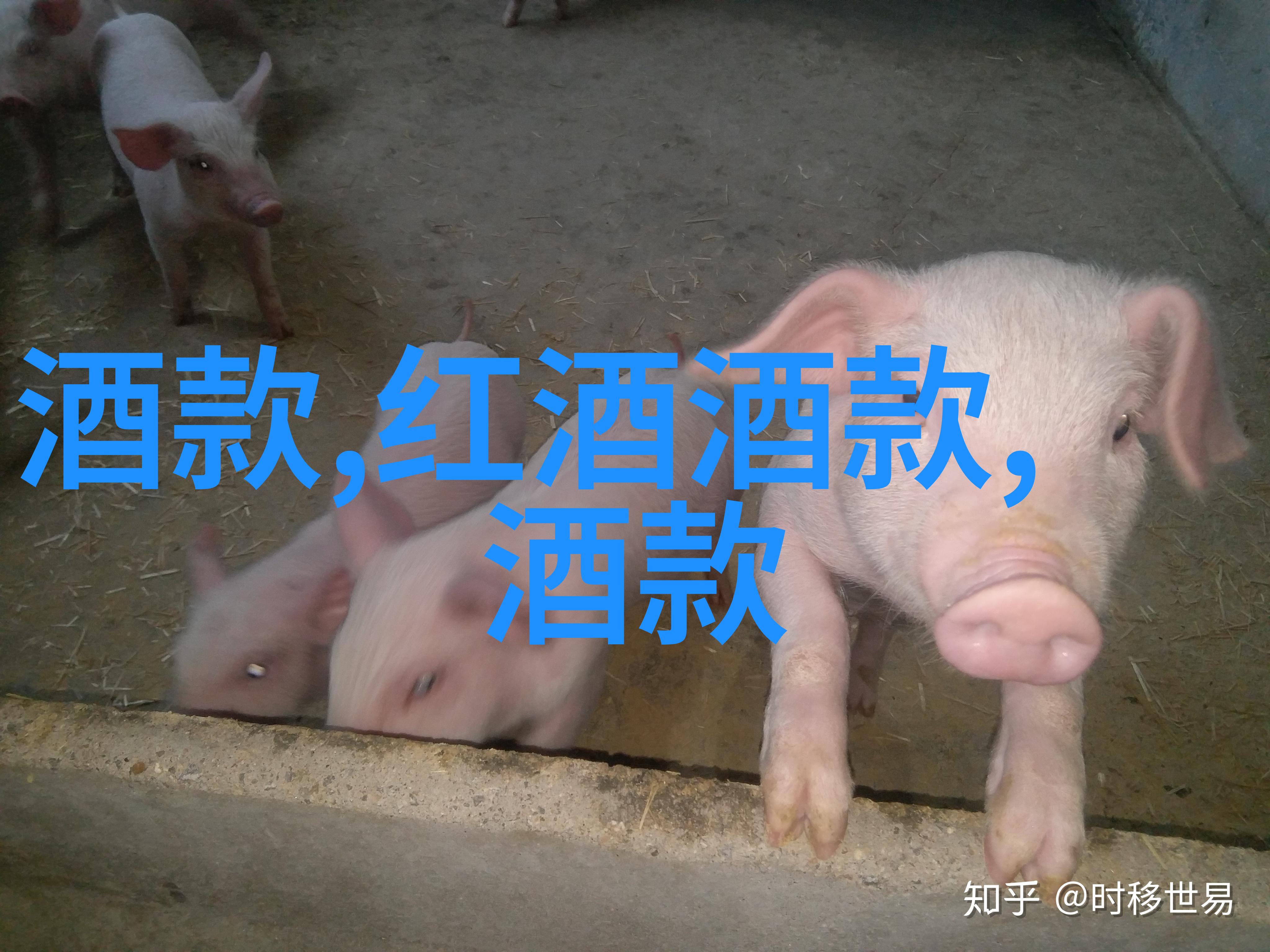 康乃馨雪冬季也能见证它独特的绽放