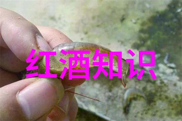 东方绿茵探索上海周边的山林秘境