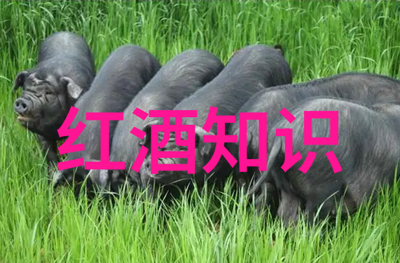 手牵手下的葡萄酒之恋
