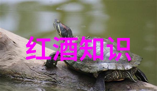 国际市场上的古董收藏品国际大师是否能提供专业评价和估价服务