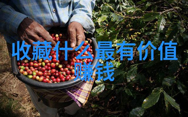 猫的世界从萨索马尔到波斯带你走进猫咖的秘密花园