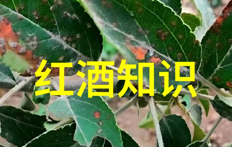 品鉴红酒解密世界各地佳酿的秘密与魅力