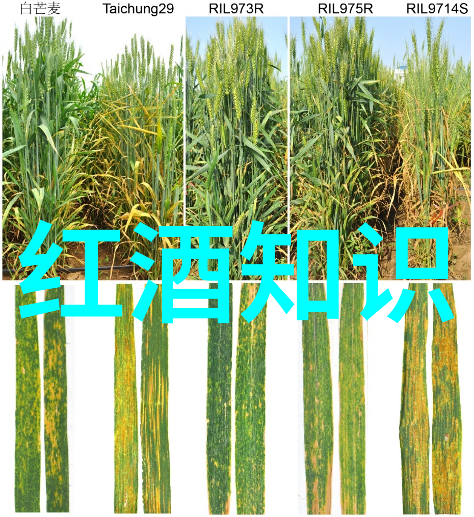 莱茵黑森红法国波尔多的灵感源泉品味江南风情