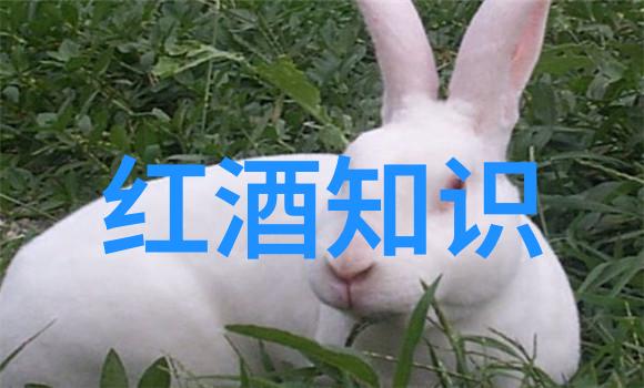 猫的种类一共有多少种探索寂静之王的多样面貌