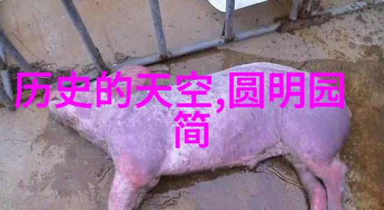 了解你的宠物不同国籍和历史背景下的猫类繁育史