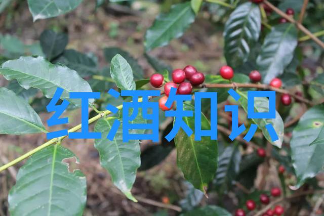 玫瑰花品种名称之谜解析它们所蕴含的情感与象征意义