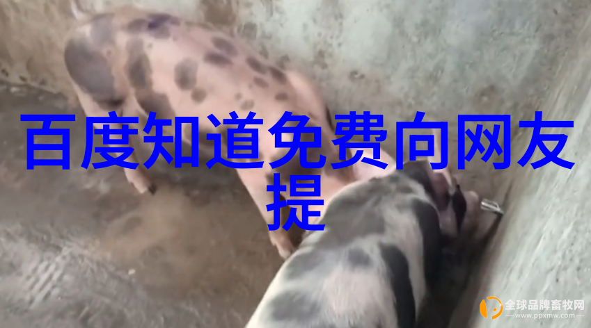 探索猫咪的魅力一本摄影家的视角