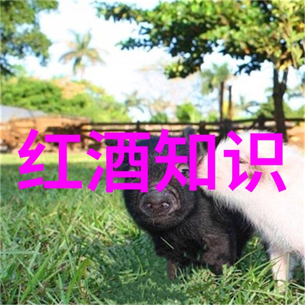 玫瑰花品种大全探索香气与色彩的无限魅力