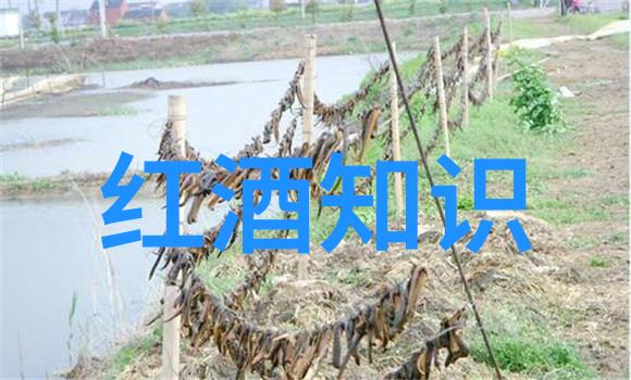 如果我是初学者在华夏钱币收藏网上应该如何开始我的旅程