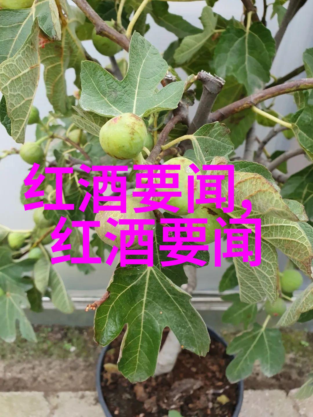 图2:埃及缝纫女