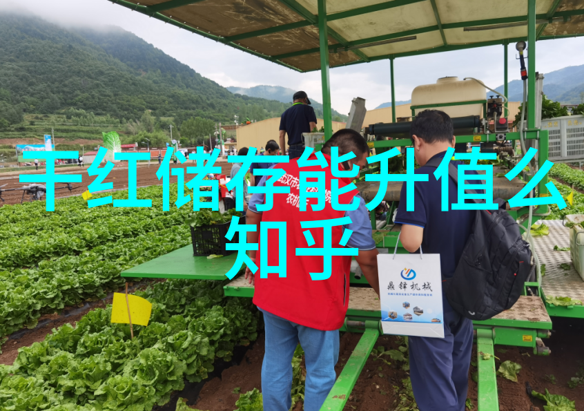 玉米品种分类之探究从遗传到应用