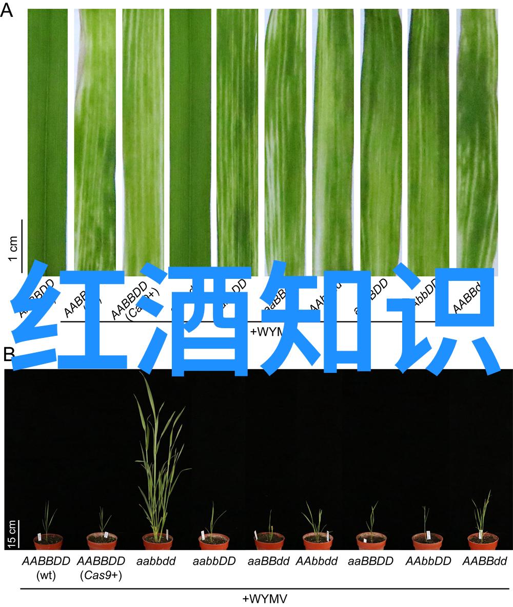 葡萄酒的生产商产区和年份揭秘那些隐藏在时间河流中的美味故事