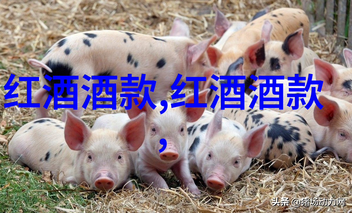 猫咪贵族与街头小王子一场意外的同伴交响曲