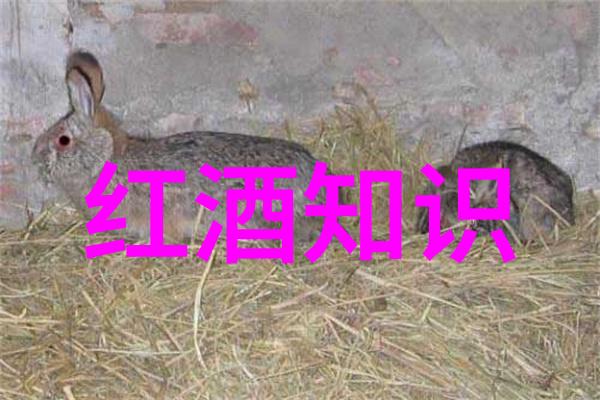 探秘猫界爪下藏珍的种类奇缘
