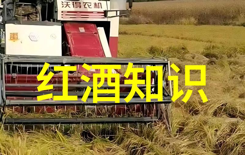 英國短臂