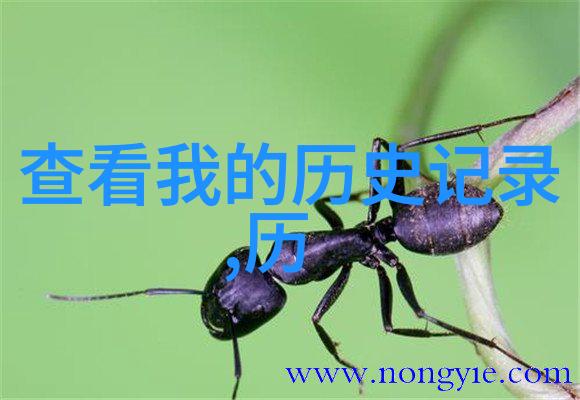 玉米之宝泽比波的诱人魅力