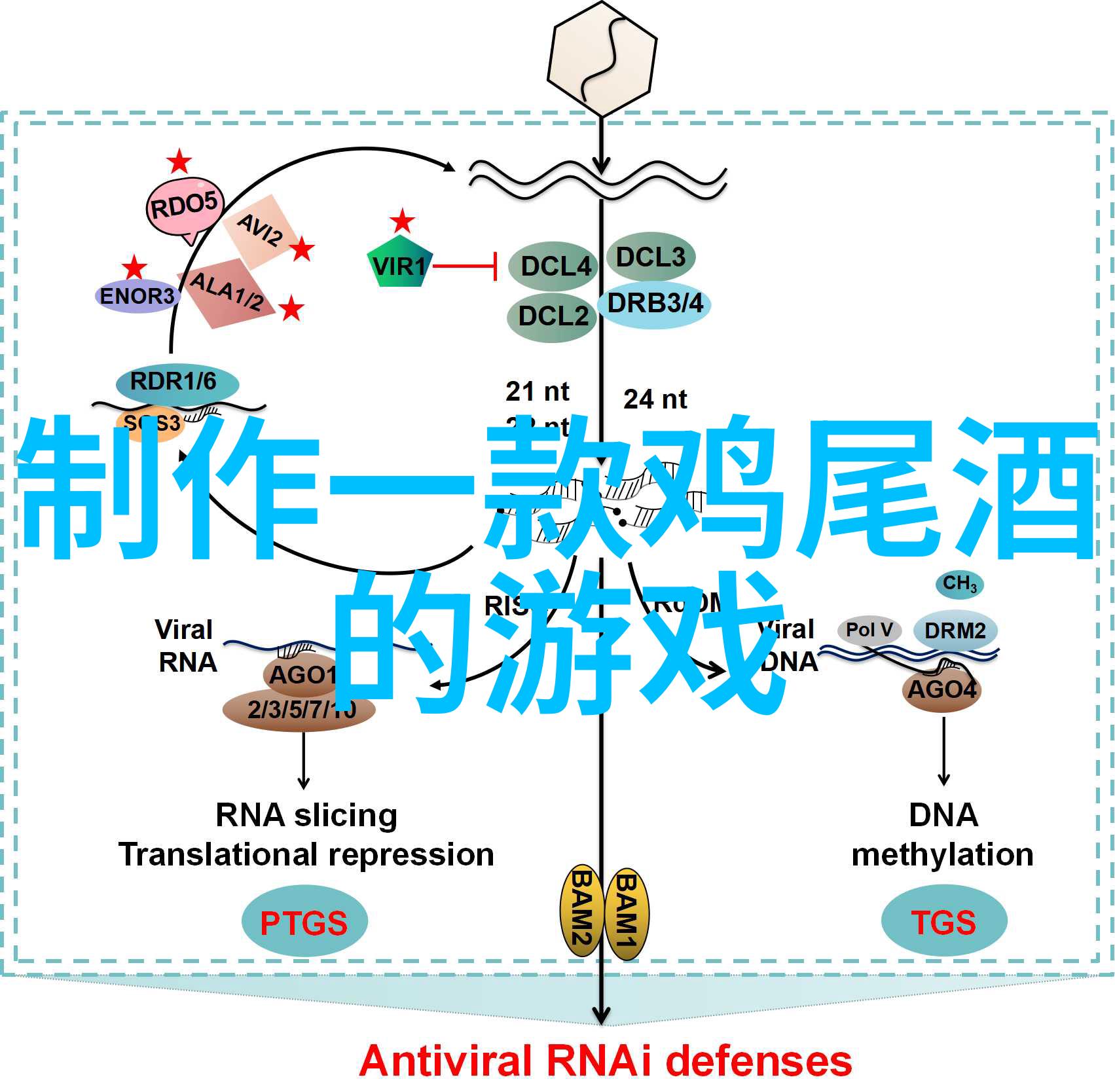探索玫瑰的多样性揭秘这朵花的千姿百态