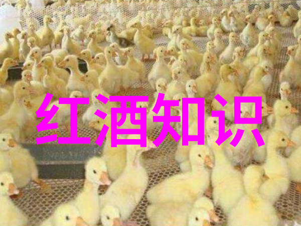 从古到今经典中的无忧无虑它是怎样的存在
