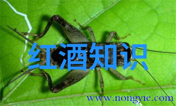 森林里的奇幻冒险一场与梦想相遇的旅程