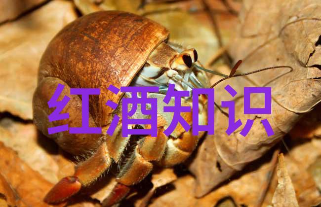 消逝的珍藏个人收藏之谜