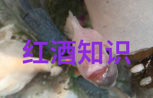 肆意人生路小说我是自己的导演如何在现实中打造一部精彩的人生剧本