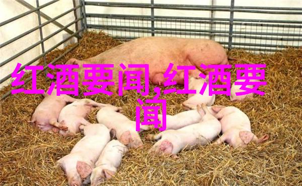 文雅的收藏心灵的珍品与岁月的见证