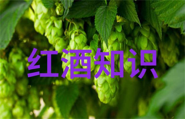 世界著名葡萄酒产地之旅世界各地的葡萄酒生产中心