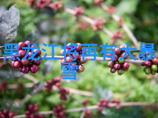 玉米之多样探索全球各类品种的丰富性与魅力