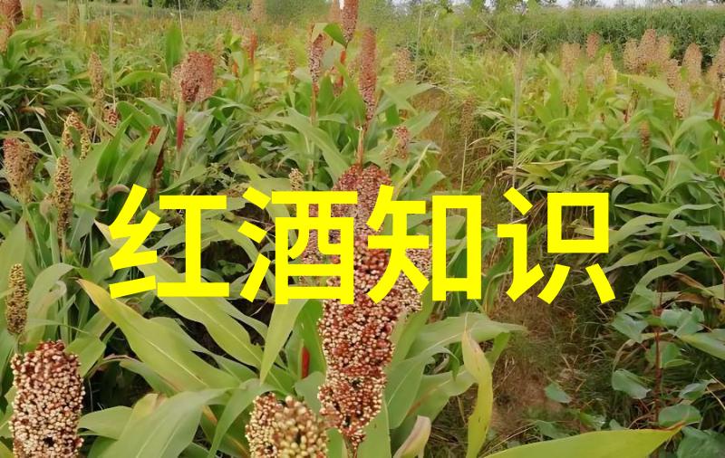 欧洲古老皇家果园中的新发现最新趋势和创新在哪些地方推动了黑皮诺产业发展