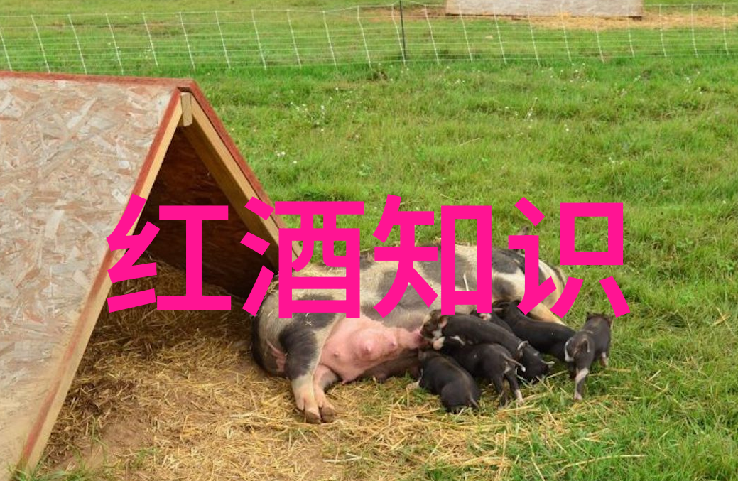 葡萄酒知识分享我是如何从一瓶普通的红酒中发现世界的奇妙
