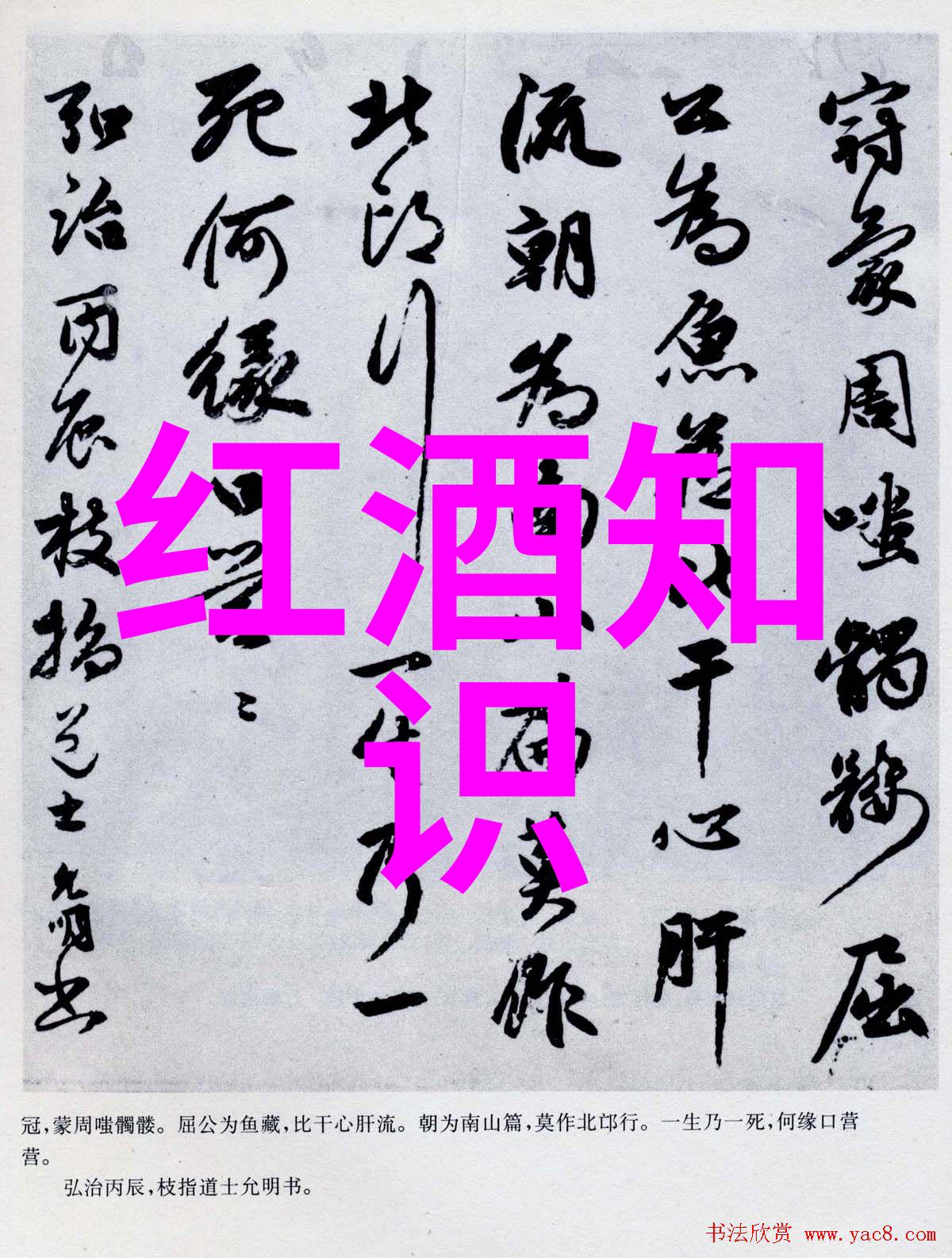 跨越时空的同伴古代至现代各种神奇猫咪