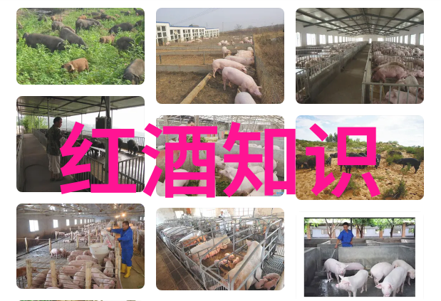 猫的十大品种揭秘这些宠物中最受欢迎的家族成员