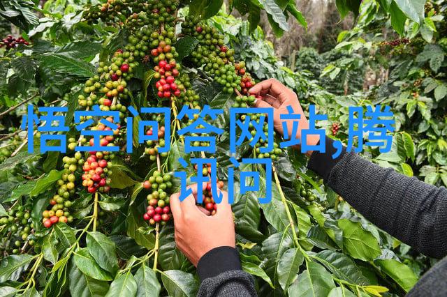探秘美短猫这五个关键词揭示它们的魅力与特点