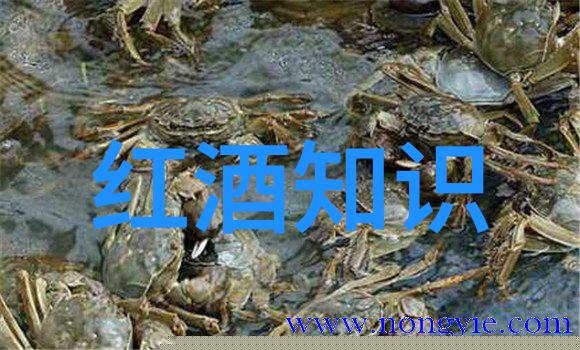 如何巧妙编织实践报告的故事探索写作方法的奥秘