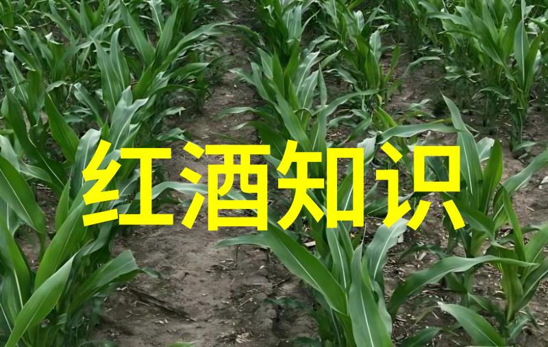 搜索引擎中的我解读历史记录背后的故事