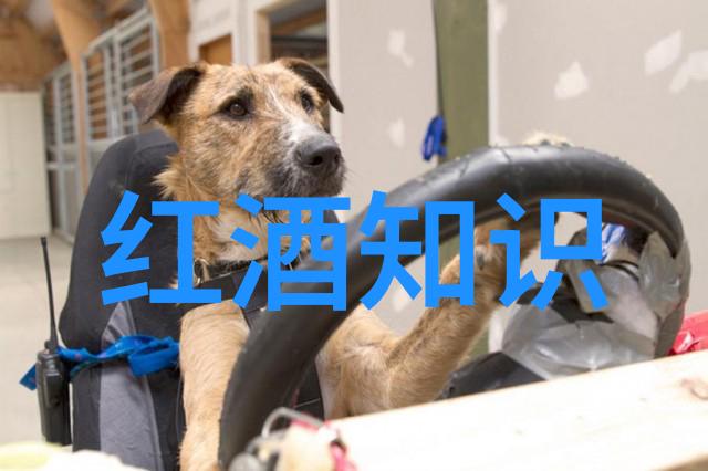 农村自建酒窖我是怎么在家里造出一口小酒窖的
