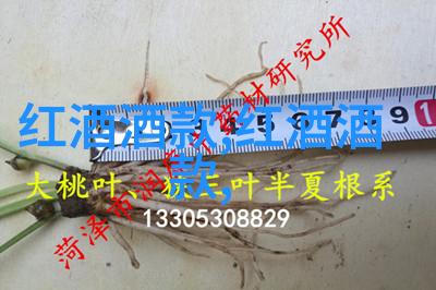 探秘猫科的奇迹揭开不同种类的神秘面纱