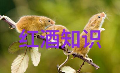 酒香里的岁月红酒的内涵探索
