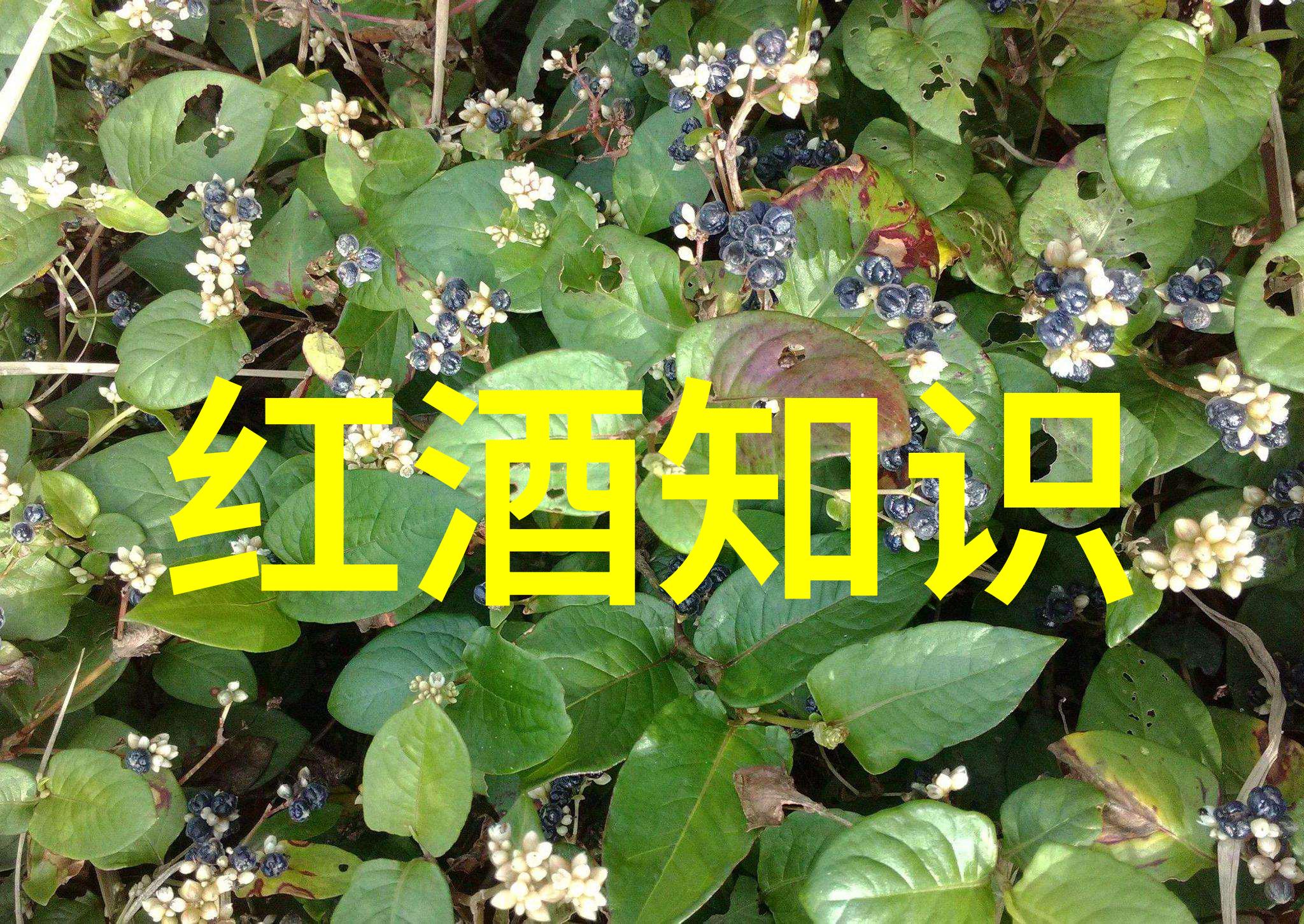 帕加诺酒庄蚂蚁庄园小课堂2021年9月8日答案品酒技巧与葡萄种植知识分享会