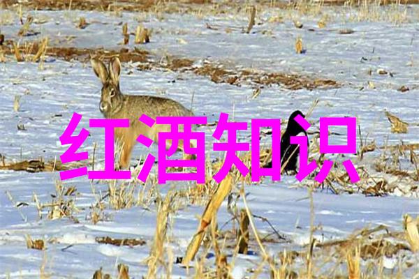 猫品种图片大全集揭秘每一只神秘的脸庞