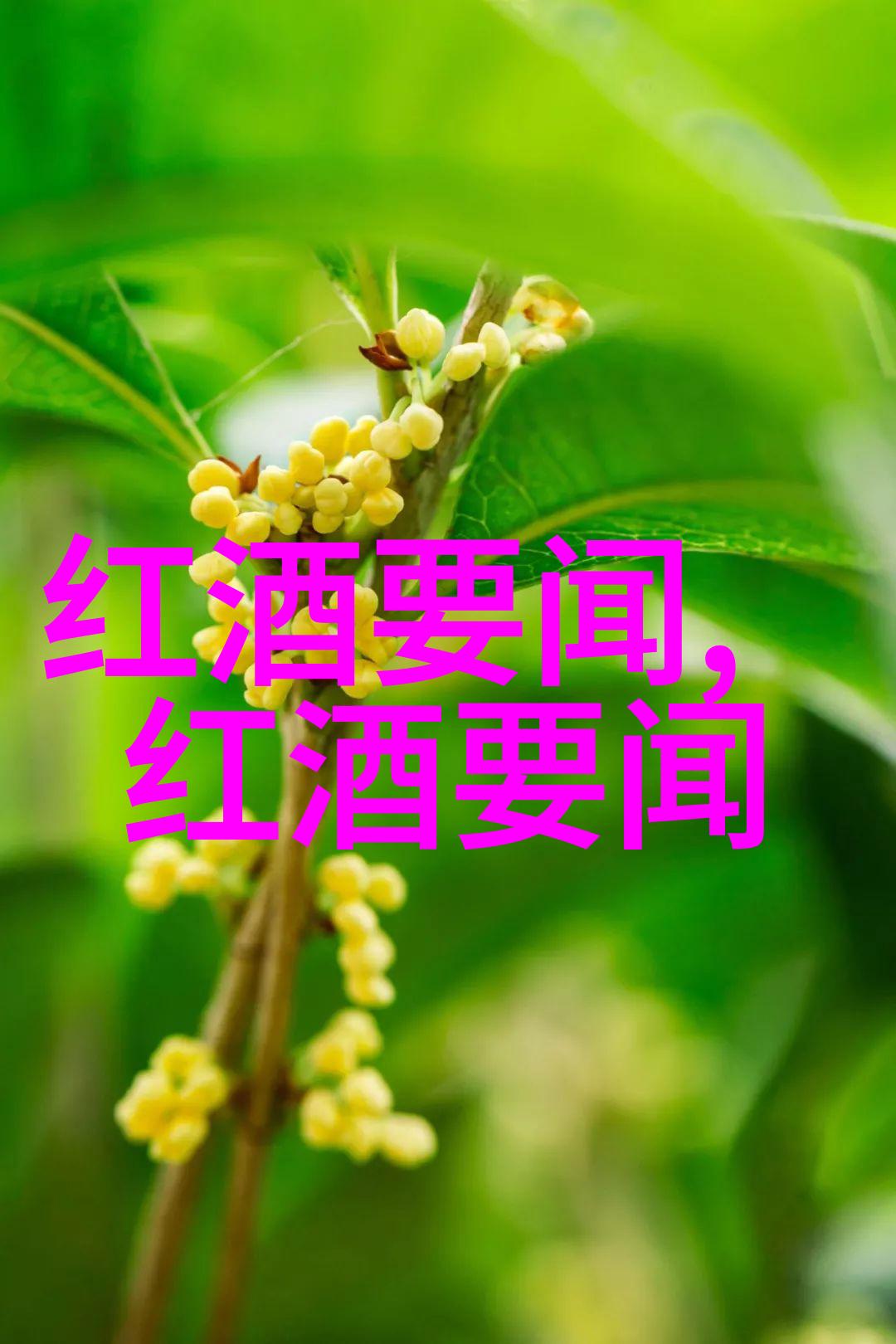 探秘猫的种类大全它们真的有上百种吗