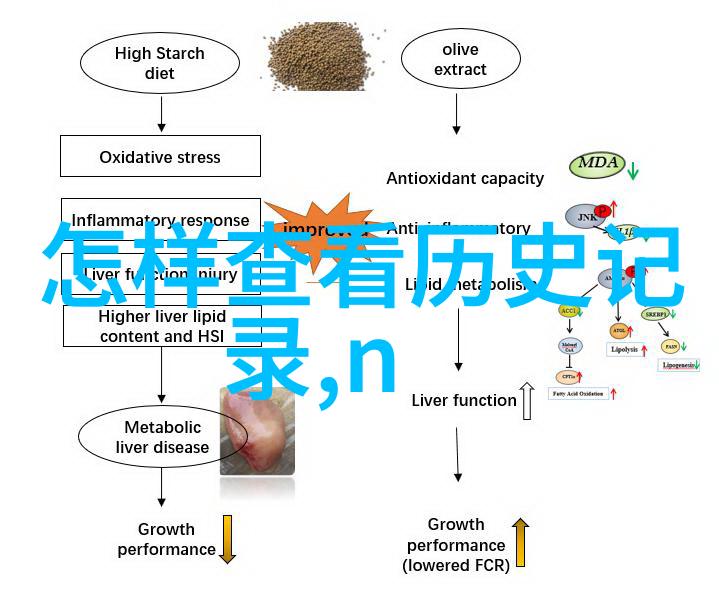 英国短毛