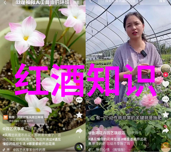 龙船酒庄源自莱茵黑森的葡萄之谷