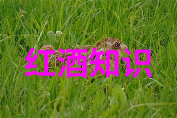 喵呜百态全球猫咪珍宝图鉴与价格指南