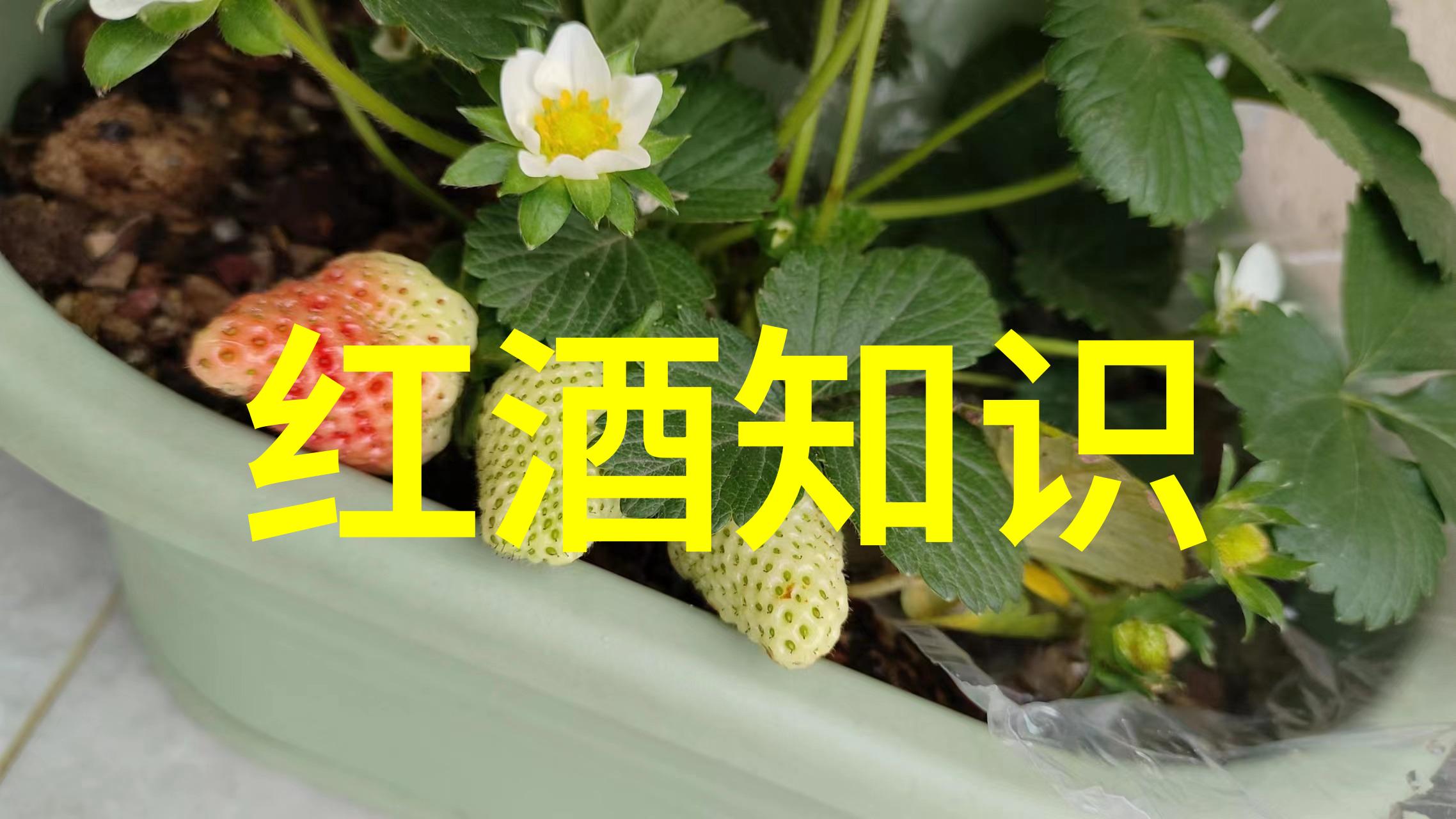 红酒之恋醉心于经典的香气与味道