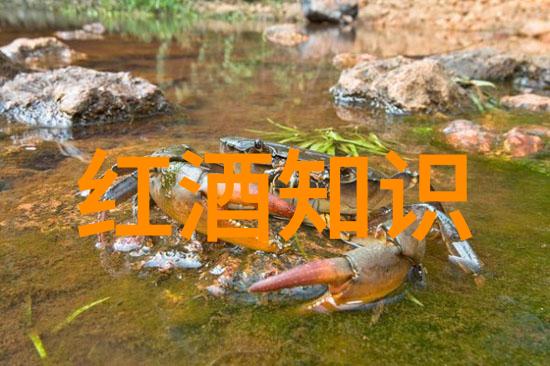 赤霞珠干红葡萄酒品鉴2017年产量的精华